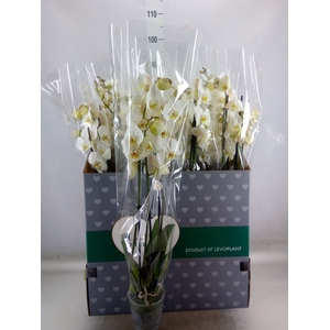 Phalaenopsis   ...white