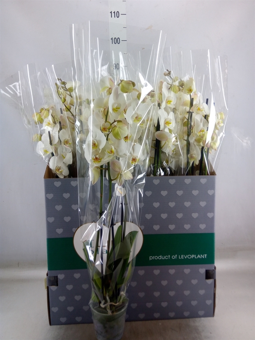 <h4>Phalaenopsis   ...white</h4>