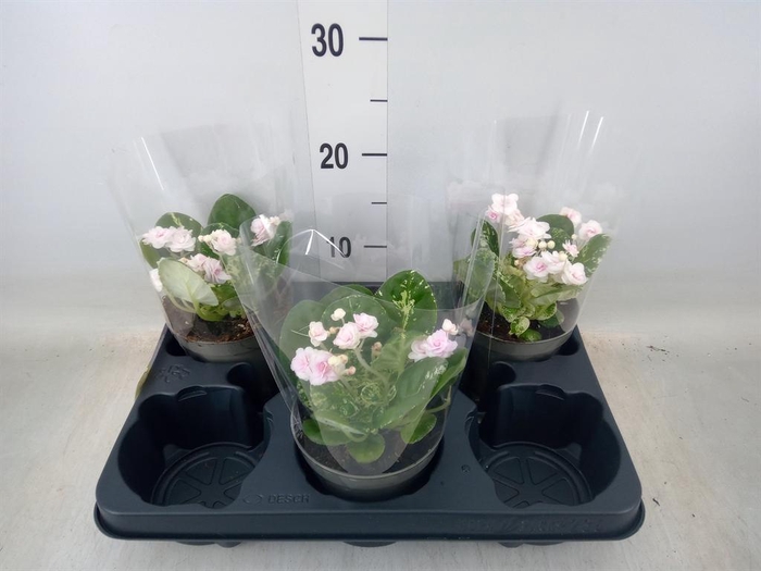 <h4>Saintpaulia   ...</h4>