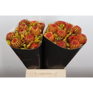 Banksia Wx Orange Flame