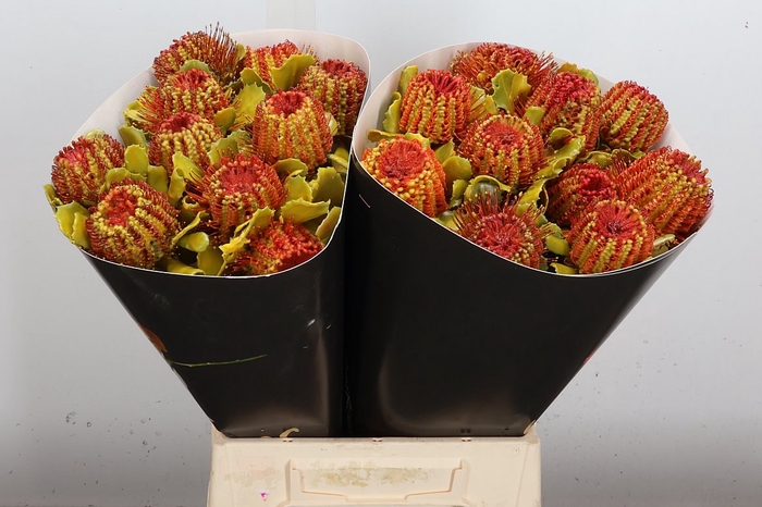 <h4>Banksia Wx Orange Flame</h4>