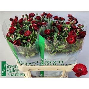 Ran Co Mag Chocolate