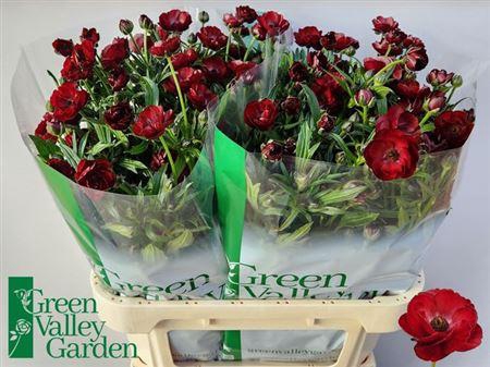 <h4>Ran Co Mag Chocolate</h4>