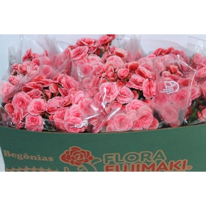 BEGONIA BORIAS P15