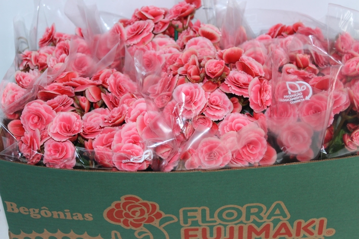 <h4>BEGONIA BORIAS P15</h4>