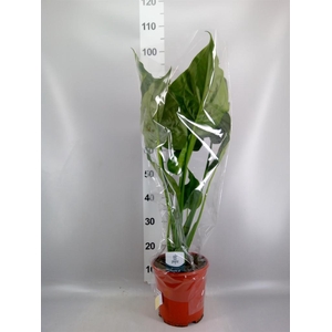 Alocasia cucullata