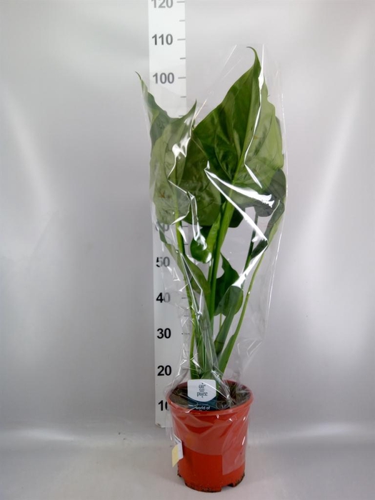 <h4>Alocasia cucullata</h4>