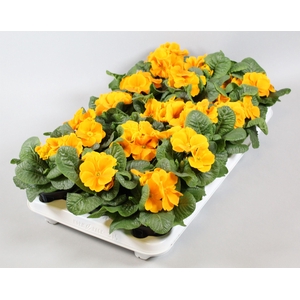 Primula ORANGE