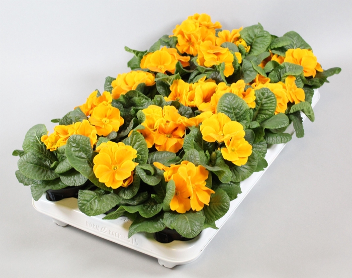 <h4>Primula ORANGE</h4>