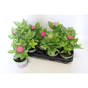 Zinnia Zen Rose