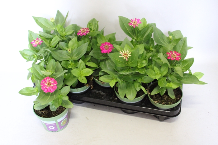 <h4>Zinnia Zen Rose</h4>