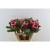 Protea Arctic Ice