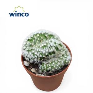 Mammillaria Formosa Cristata