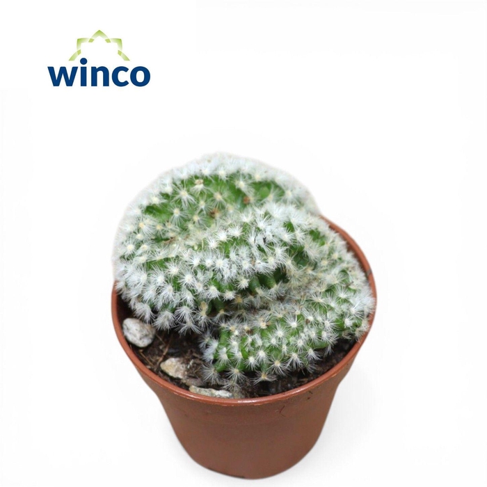 <h4>Mammillaria Formosa Cristata</h4>