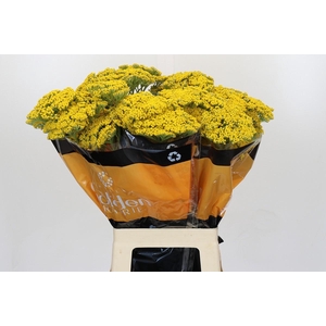 Achillea Golden Prairi