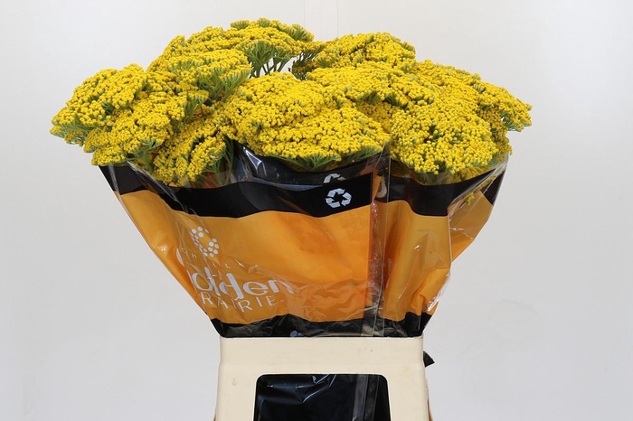 <h4>Achillea Golden Painted Prairi</h4>