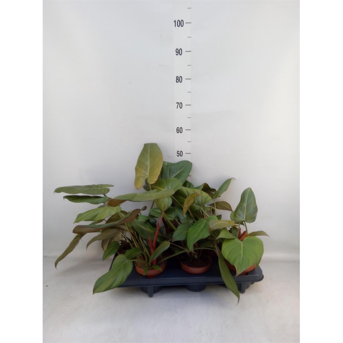 <h4>Philodendron ...</h4>