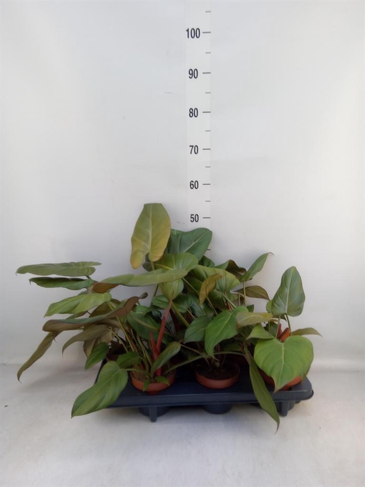 <h4>Philodendron ...</h4>