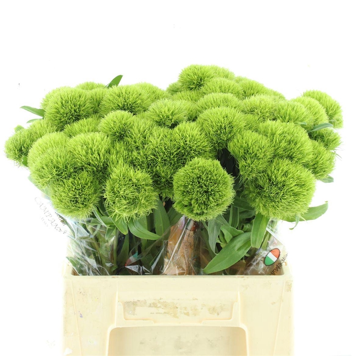 <h4>Di Barb Kiwi Mellow Extra</h4>