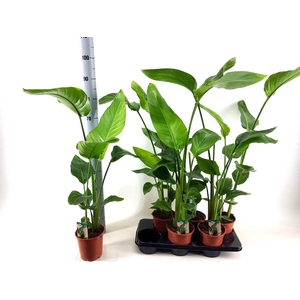 Strelitzia 17 cm 2 pp
