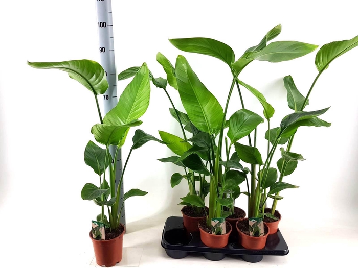 <h4>Strelitzia 17 cm 2 pp</h4>