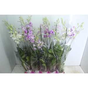 DENPHALAEN P13 2 HT VARIADO