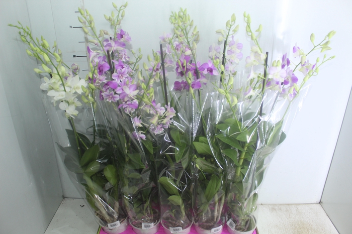 <h4>DENPHALAEN P13 2 HT VARIADO</h4>