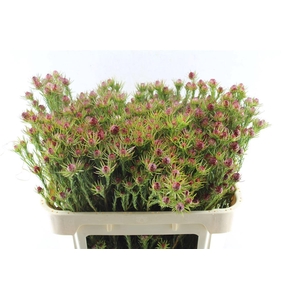 Leucad Jubilee Crown