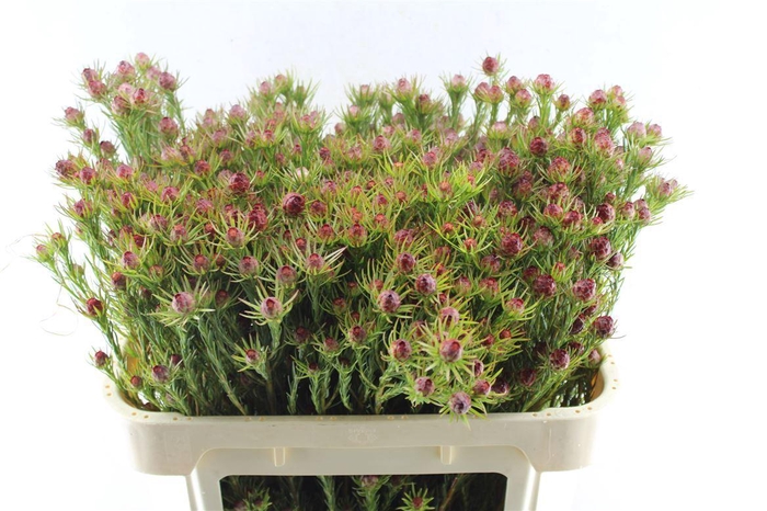 <h4>Leucad Jubilee Crown</h4>