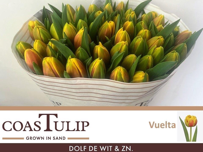 <h4>TU DU VUELTA</h4>