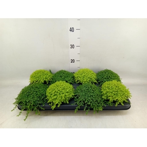 Soleirolia soleirolii   ...mix 2