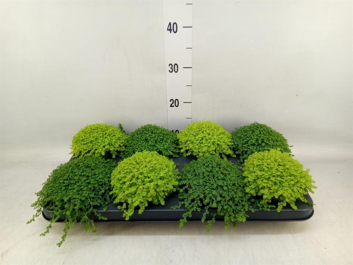 <h4>Soleirolia soleirolii ...mix 2</h4>