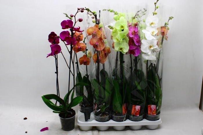 <h4>PHAL GEM 7 KL</h4>