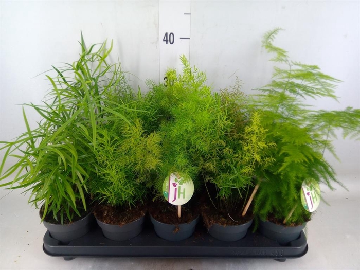 <h4>Asparagus   ...mix</h4>