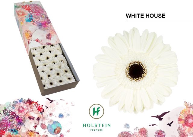 <h4>Gerbera White House Doos</h4>