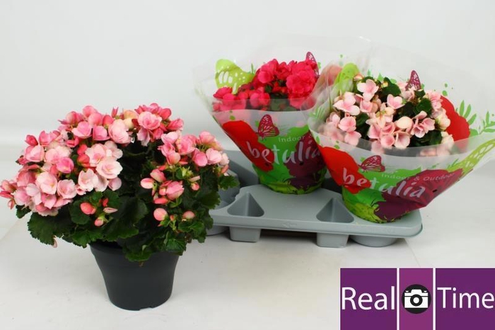 <h4>BEG EN BETULIA GEM</h4>