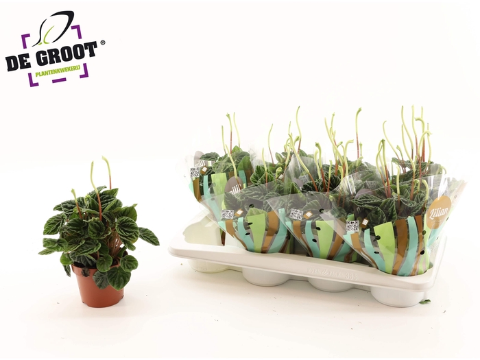 <h4>PEP CA LILIAN</h4>