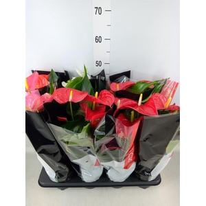 Anthurium   ...mix