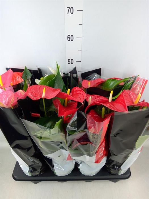 <h4>Anthurium   ...mix</h4>
