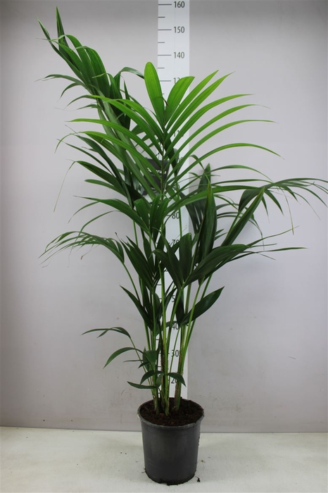 <h4>Howea Forsteriana 120cm (kentia)</h4>