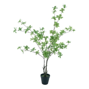 Fatshedera leaf plant in pot gr 83c