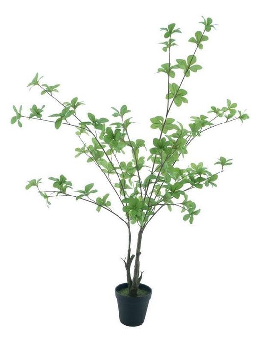 <h4>Fatshedera leaf plant in pot gr 83c</h4>
