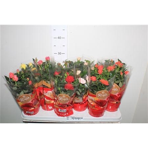 ** Ro Fav Ro Gem 5 Srt * Winter Promo **