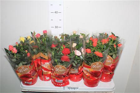 <h4>** Ro Fav Ro Gem 5 Srt * Winter Promo **</h4>