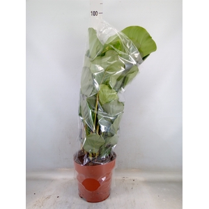 Calathea orbifolia