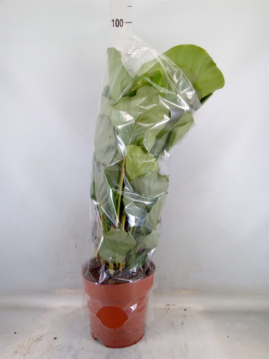 <h4>Calathea orbifolia</h4>