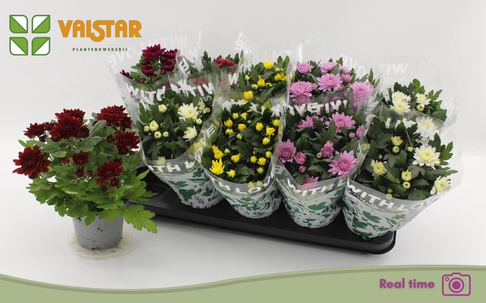 <h4>CHRYS GEM 6 KL</h4>