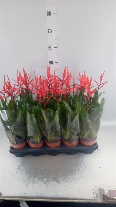 <h4>Vriesea  'Elan'</h4>