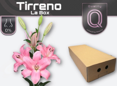 <h4>LI LA TIRRENO LA BOX 4+</h4>