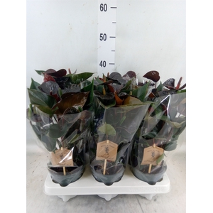 Anthurium  'Black Love'